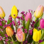 Tulip Triumph - Image 2